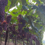 Uva Niagara Rosada é oficialmente certificada