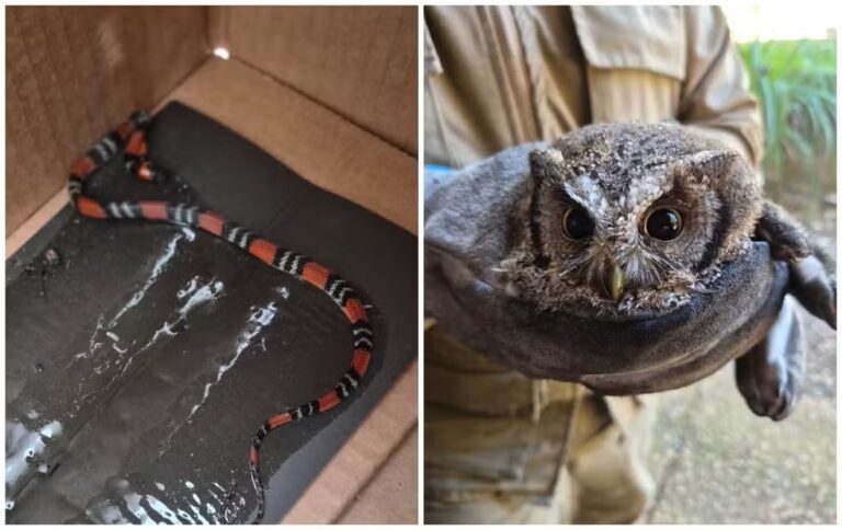 Animais passam por atendimento em Jundiaí após serem resgatados de armadilha de cola