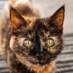 Gata de 31 anos tenta entrar para o Guinness como a mais velha do mundo