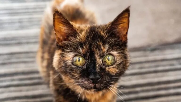 Gata de 31 anos tenta entrar para o Guinness como a mais velha do mundo