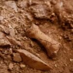 Estudo reforça evidências de canibalismo entre ancestrais humanos há 850 mil anos