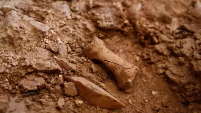 Estudo reforça evidências de canibalismo entre ancestrais humanos há 850 mil anos