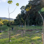 Plantio de 190 árvores nativas reforça compromisso de Jundiaí com a sustentabilidade e a mitigação das mudanças climáticas