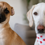 Cães sobrevivem após suspeita de envenenamento no Jardim Santa Gertrudes; caso é investigado pela polícia