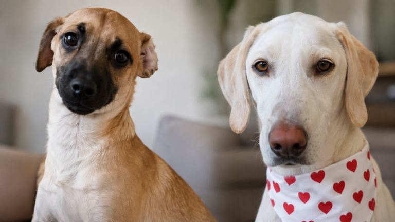 Cães sobrevivem após suspeita de envenenamento no Jardim Santa Gertrudes; caso é investigado pela polícia