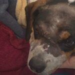 Cachorro ferido com golpe de machado deixa hospital veterinário após apresentar melhora em Cabreúva