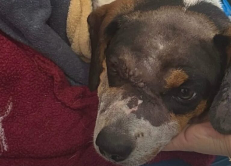 Cachorro ferido com golpe de machado deixa hospital veterinário após apresentar melhora em Cabreúva