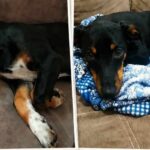 Família procura por cachorro desaparecido em Várzea Paulista e pede ajuda nas redes sociais