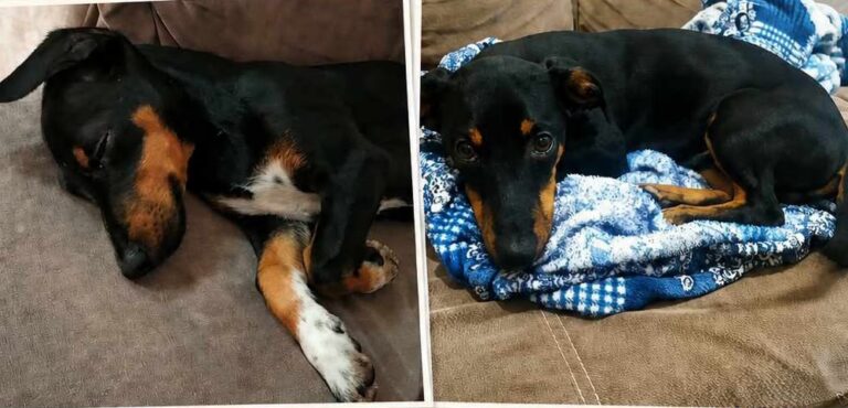 Família procura por cachorro desaparecido em Várzea Paulista e pede ajuda nas redes sociais