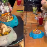 Restaurante em SP aposta em rodízio para pets e divide opiniões nas redes: ‘Acharam a ideia doida’
