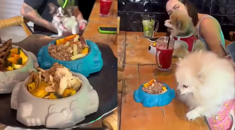 Restaurante em SP aposta em rodízio para pets e divide opiniões nas redes: ‘Acharam a ideia doida’