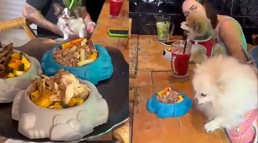 Restaurante em SP aposta em rodízio para pets e divide opiniões nas redes: ‘Acharam a ideia doida’